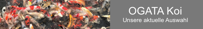 Hegau KoiRaum-Ogata-Koi-Auswahl