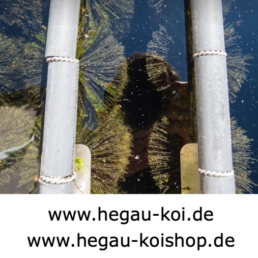 Genesis-Buerstenfilter-Hegau-Koi