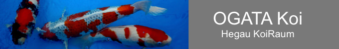 Ogata-Hegau-KoiRaum
